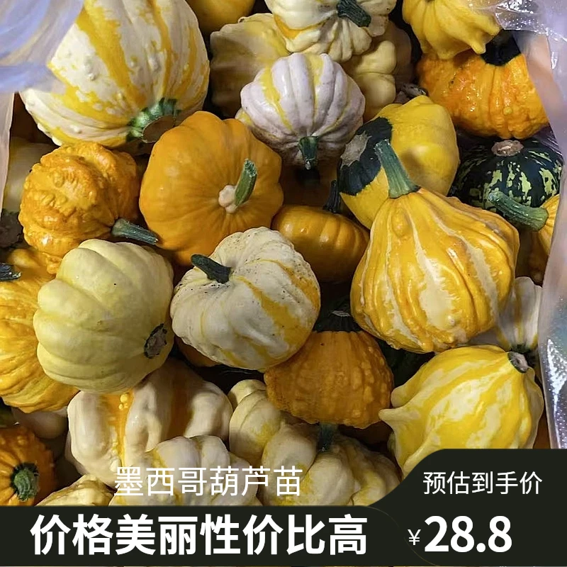 墨西哥七彩葫芦苗盲盒品种多包活，可以阳台种植