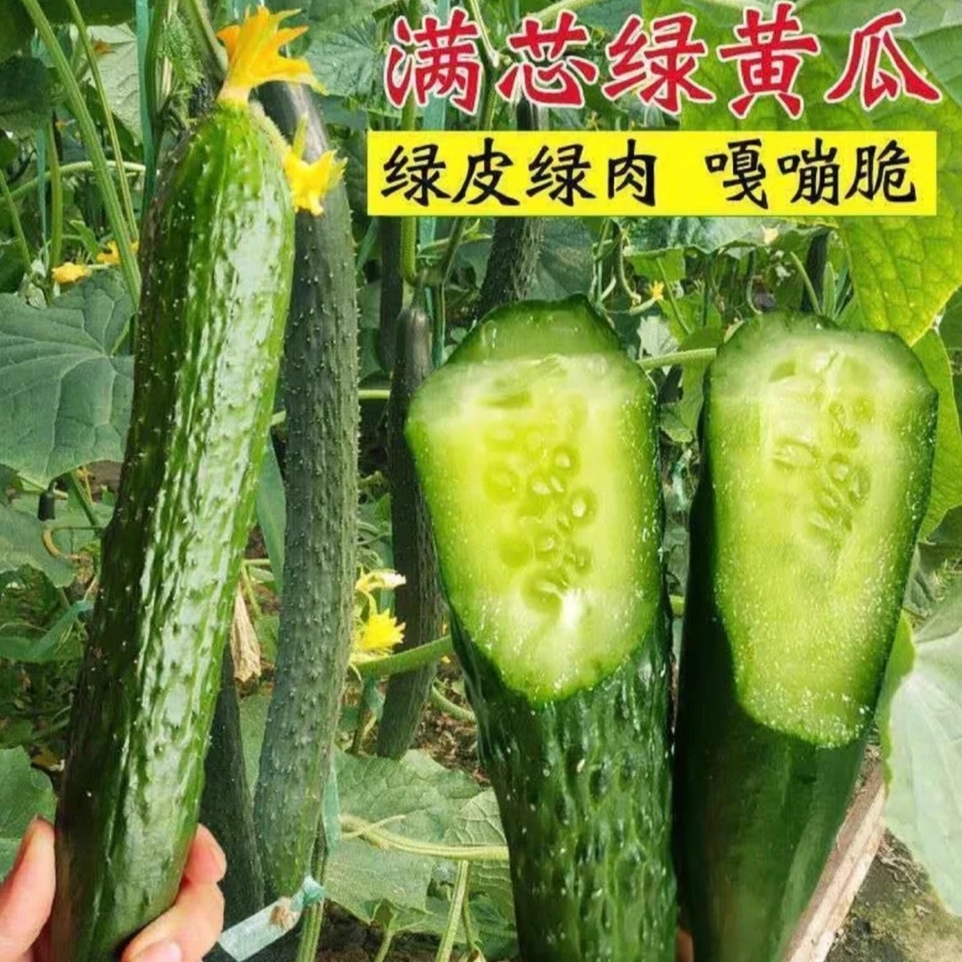 津研七号黄瓜种子绿心高产抗病优质蔬菜种子四季种子（拍2送1）
