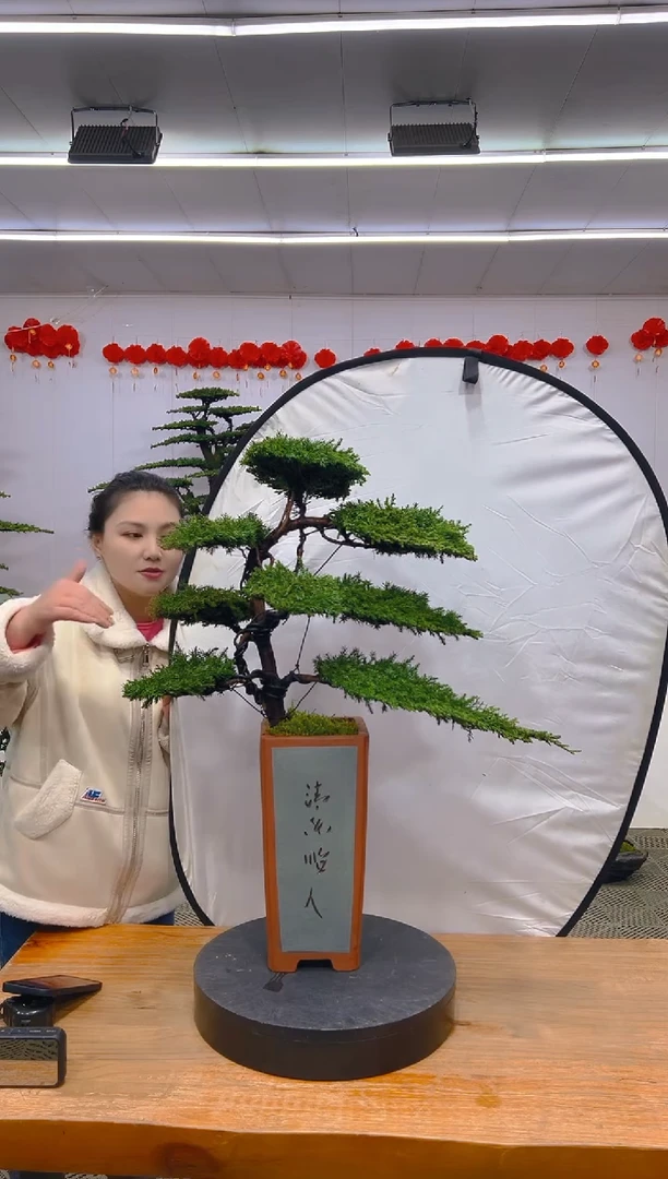 【闪购商品】盆景1