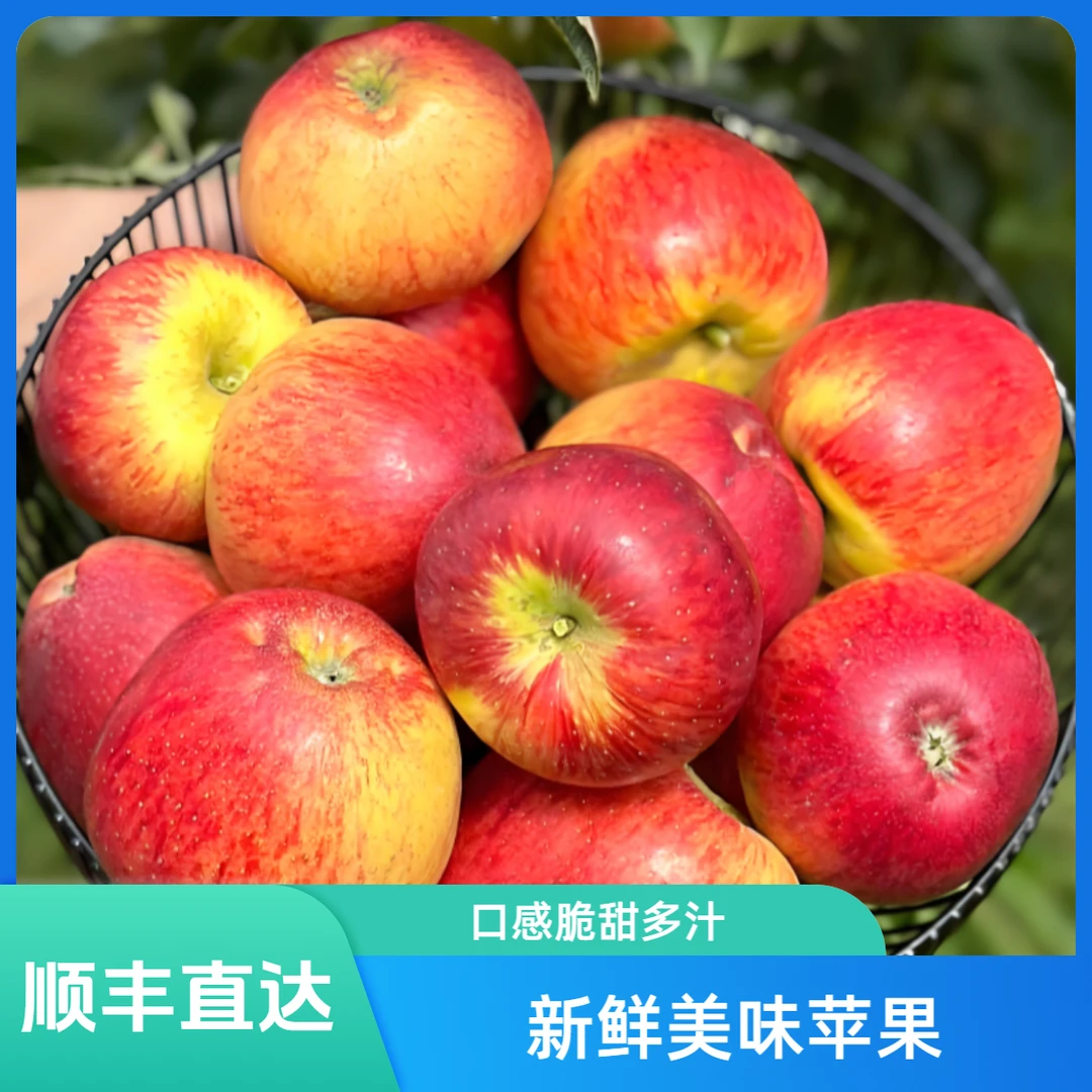 XD云南昭通苹果【红露苹果】现摘新鲜水果脆甜爽口云南省
