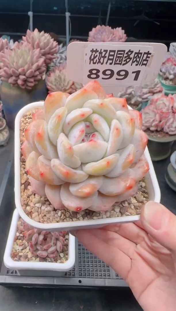 【闪购商品】8991橙子