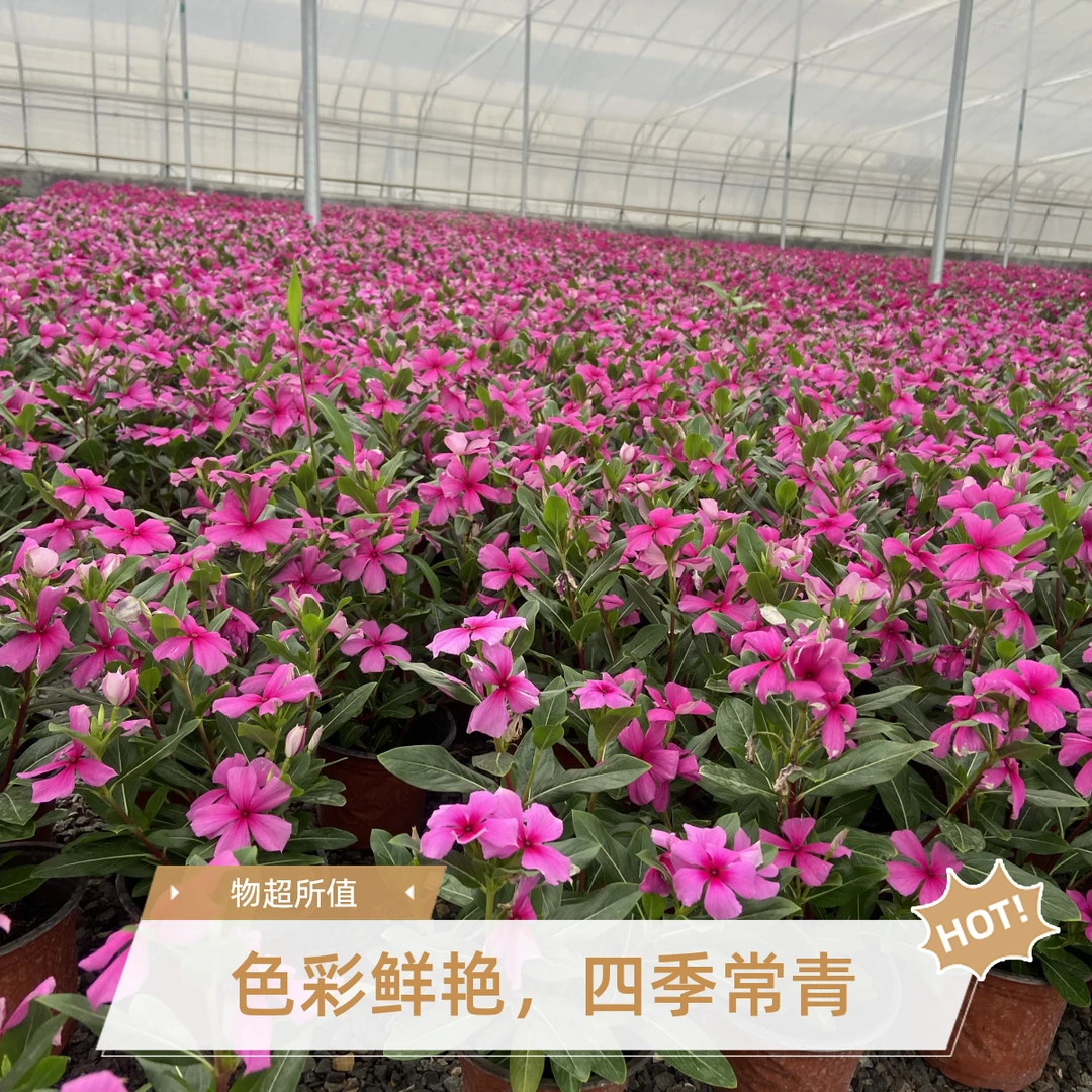 木本天天开长春花多年生耐热盆栽耐旱地栽花园阳台开花机器