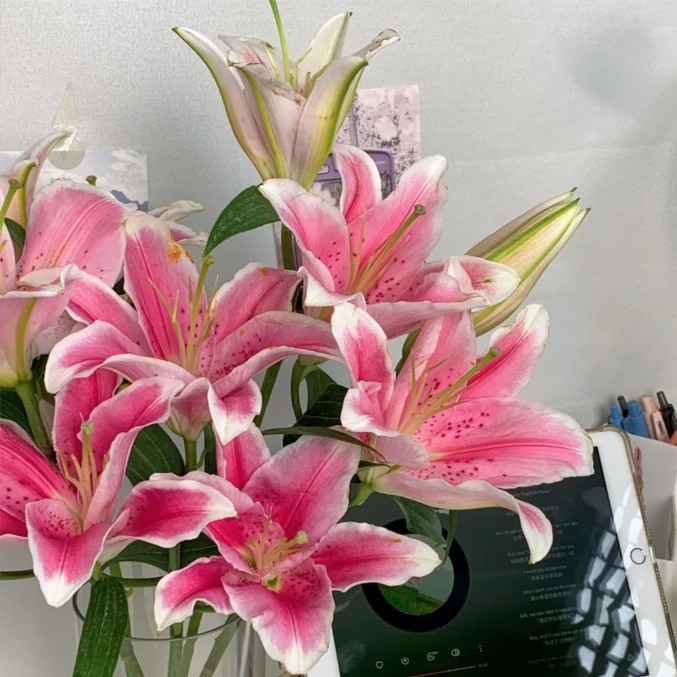 【罗蒂香水百合】高品质小众单瓣香水百夏天家居鲜花