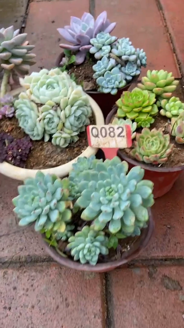 Q082多肉组合默认脱土发货