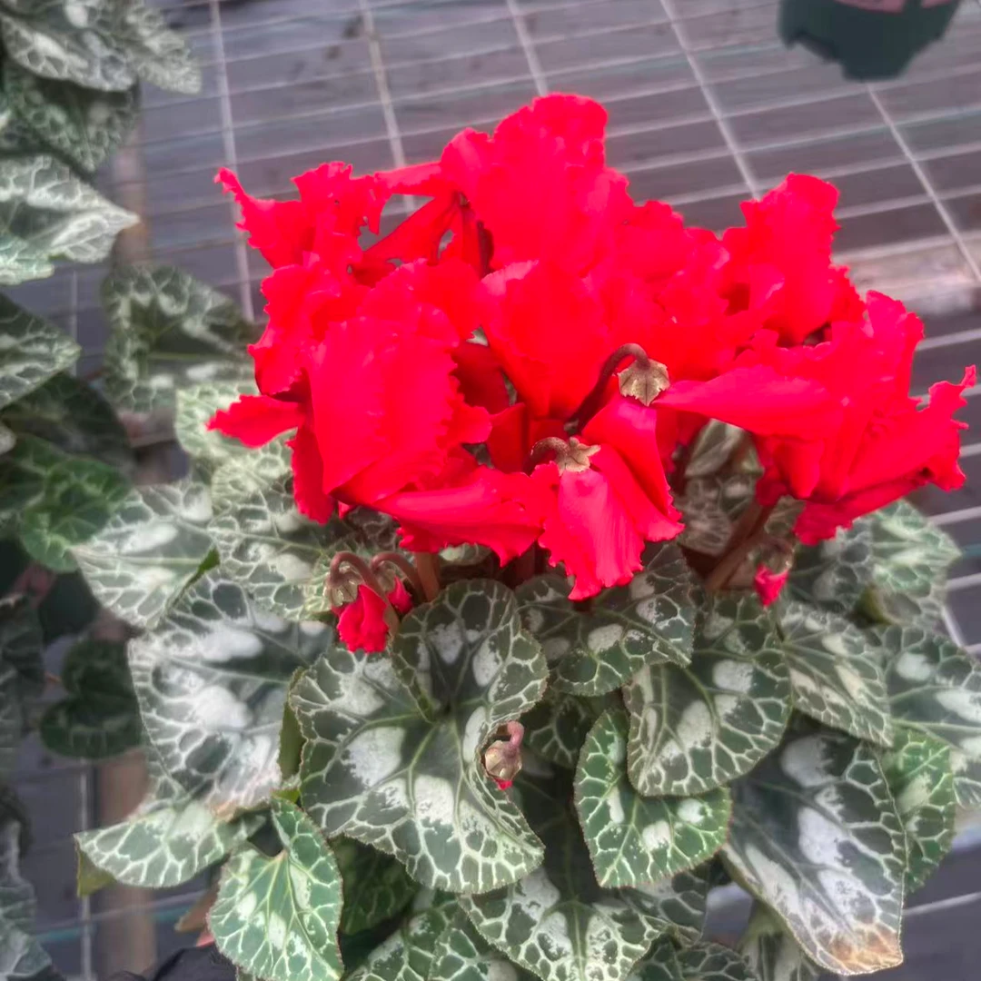 中国红裙边大盆仙客来盆栽带花带花苞发货室内开花好养观花植物