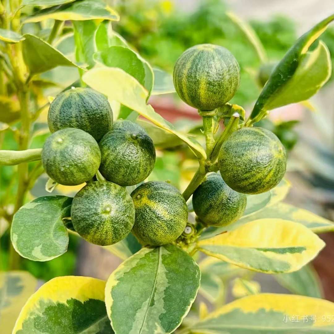 花叶小青柠柠檬树盆栽阳台庭院耐热果树绿植盆栽蓝莓树