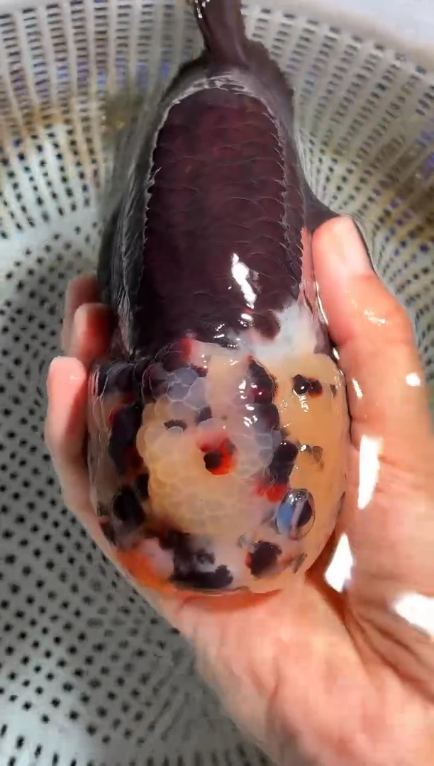 金鱼（运费自理，马印灯照射）福州追鱼兰寿金鱼