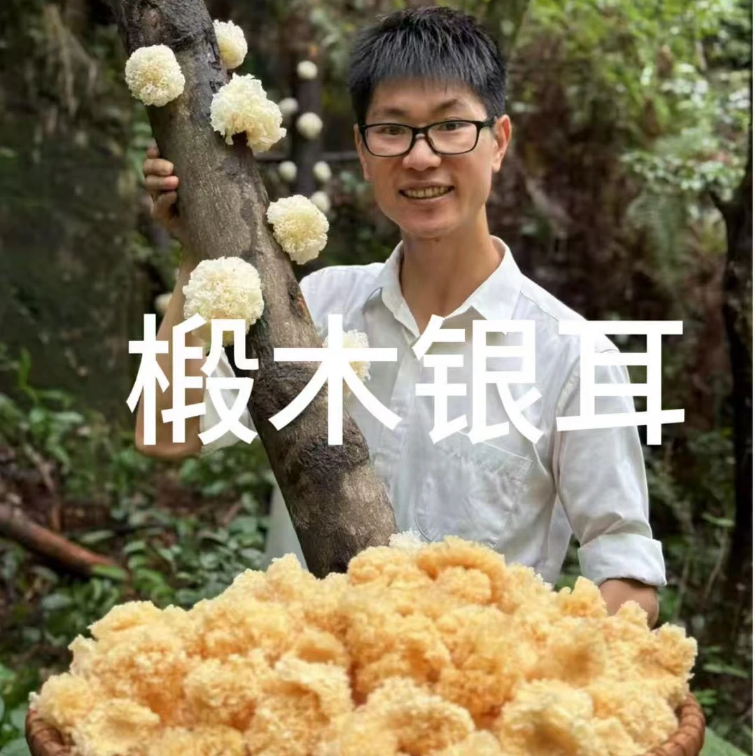 椴木小银耳干货软糯多胶可煮莲子银耳羹