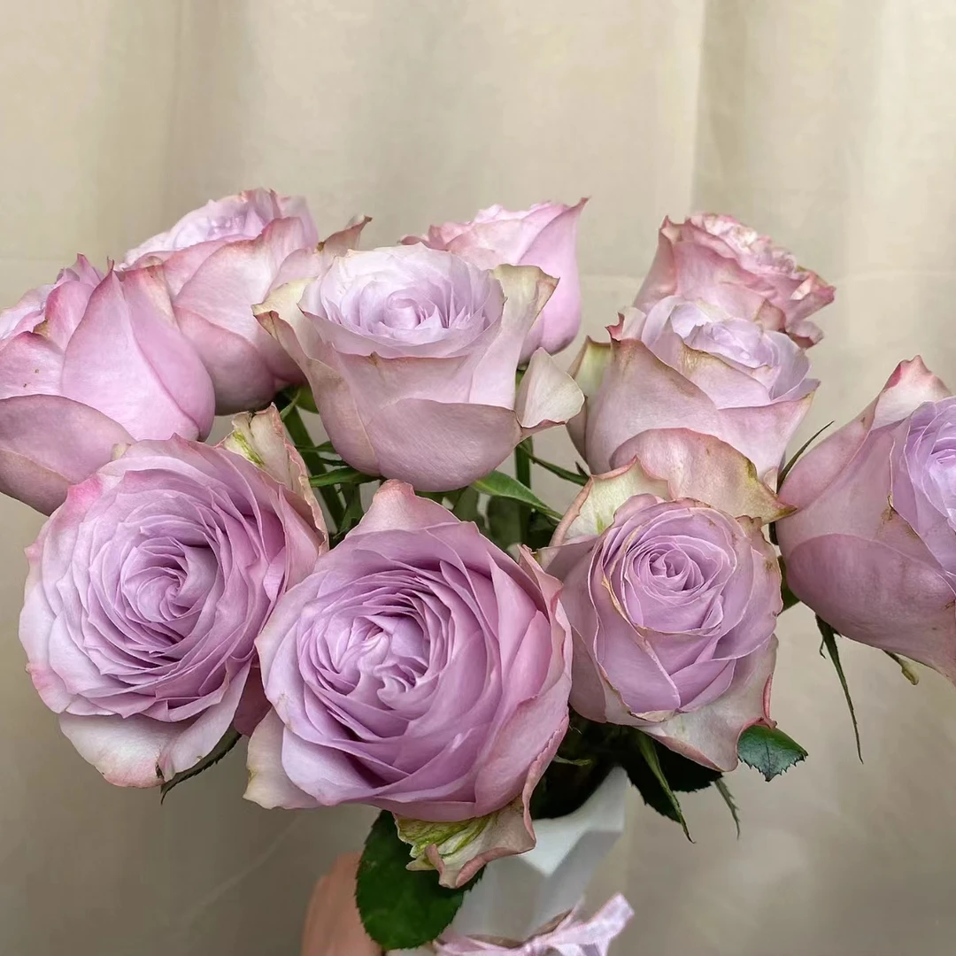 【卓昂玫瑰园】珂赛特月季 大切花玫瑰 直立勤花 耐开抗病 多季