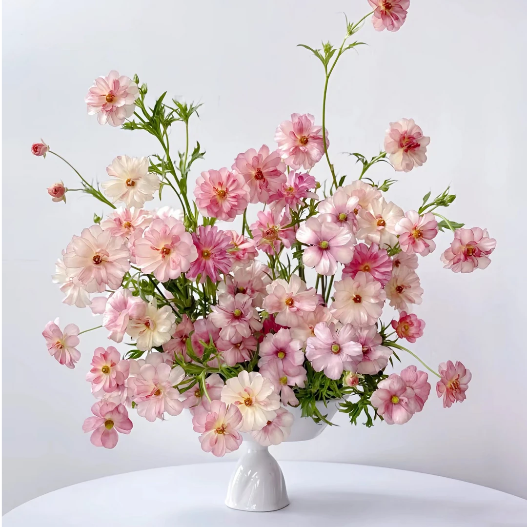 【顺丰冷链包邮】粉色多头蝴蝶洋牡丹鲜花卷边花瓣治愈温柔水养插花