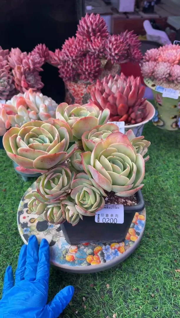 昆明印象多肉0200