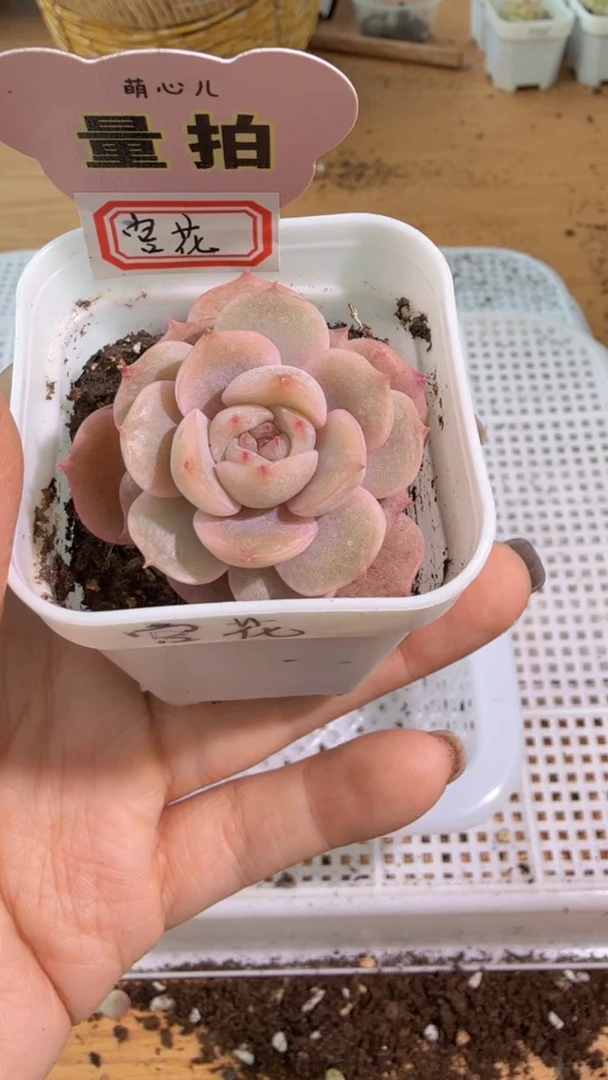 宫花 五方一盆 单双混 量拍混发