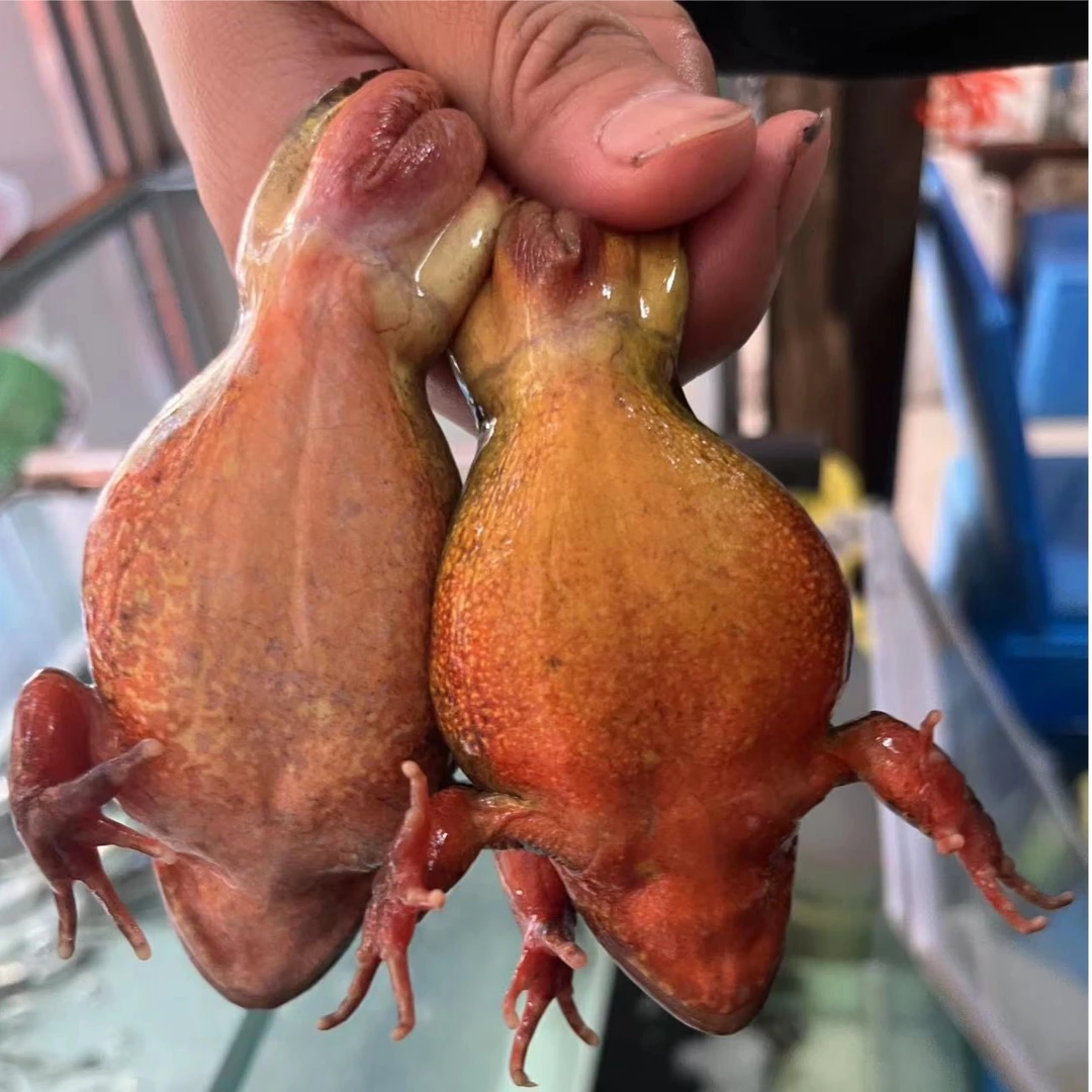 【东北特产林蛙母豹子】满籽满油保鲜保活顺丰发货买母送公送酱