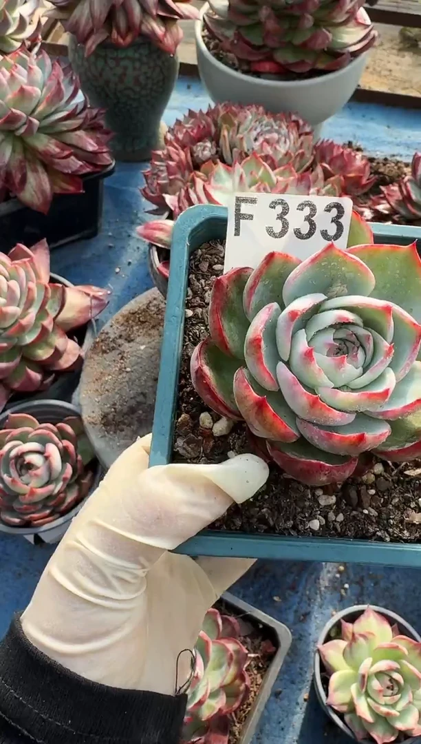 F333惊鸿仙子（裸根发货）