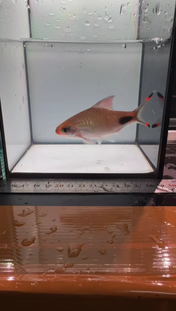 海水鱼红线杂11111