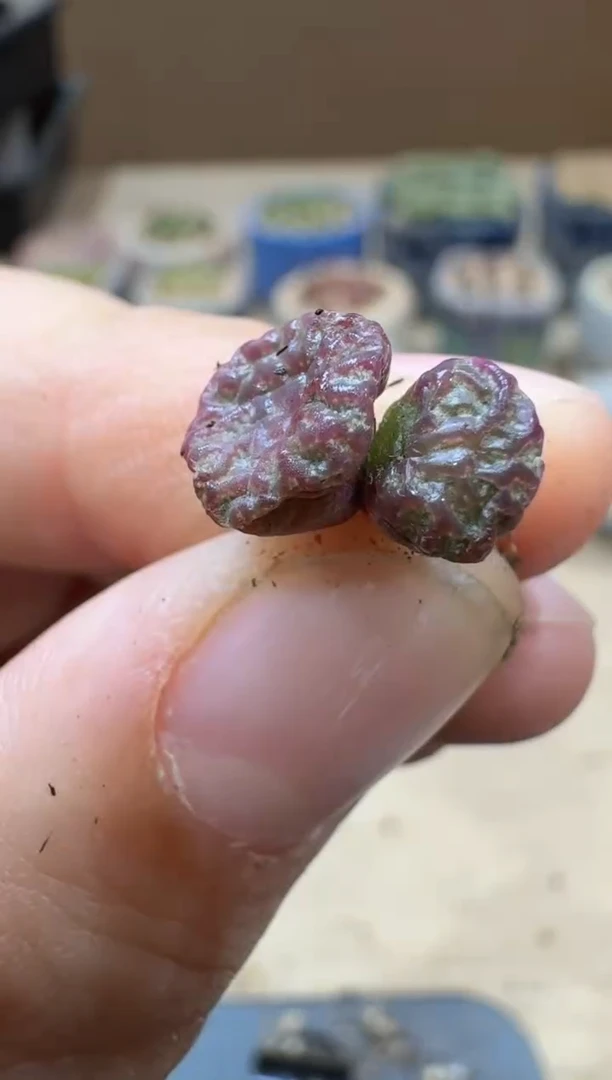 13-156多肉植物肉锥