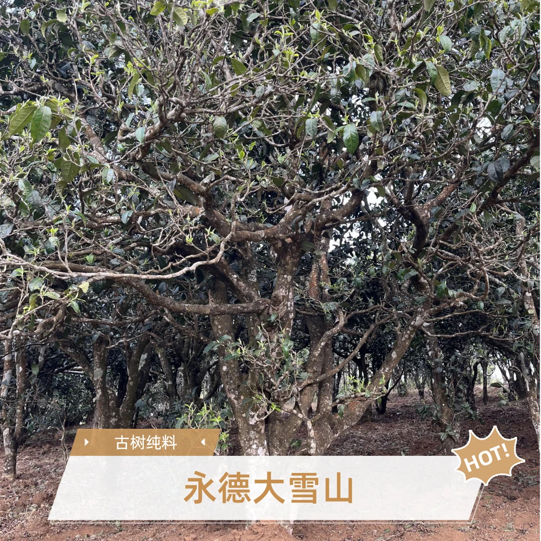 【2025年】 永德大雪山 大古树头春纯料 普洱生茶散茶