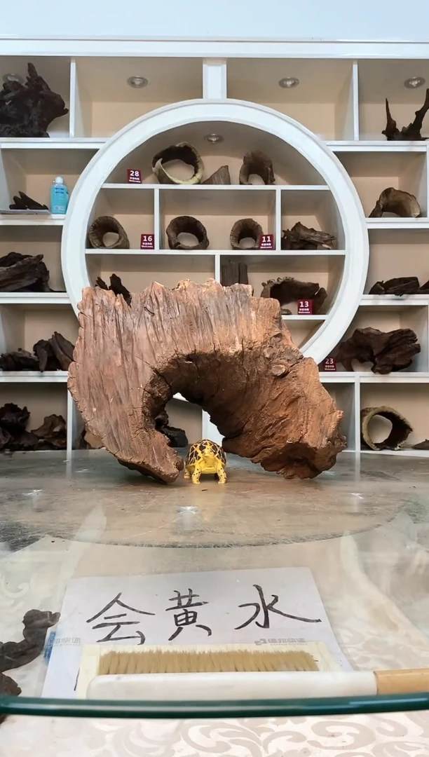 柚木鱼缸造景素材木189