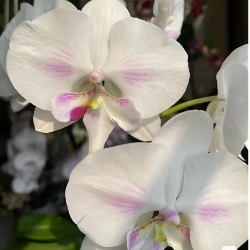 【日月之光】白色系蝴蝶兰  1.7寸杯小苗，不带花剑 介意者慎拍。