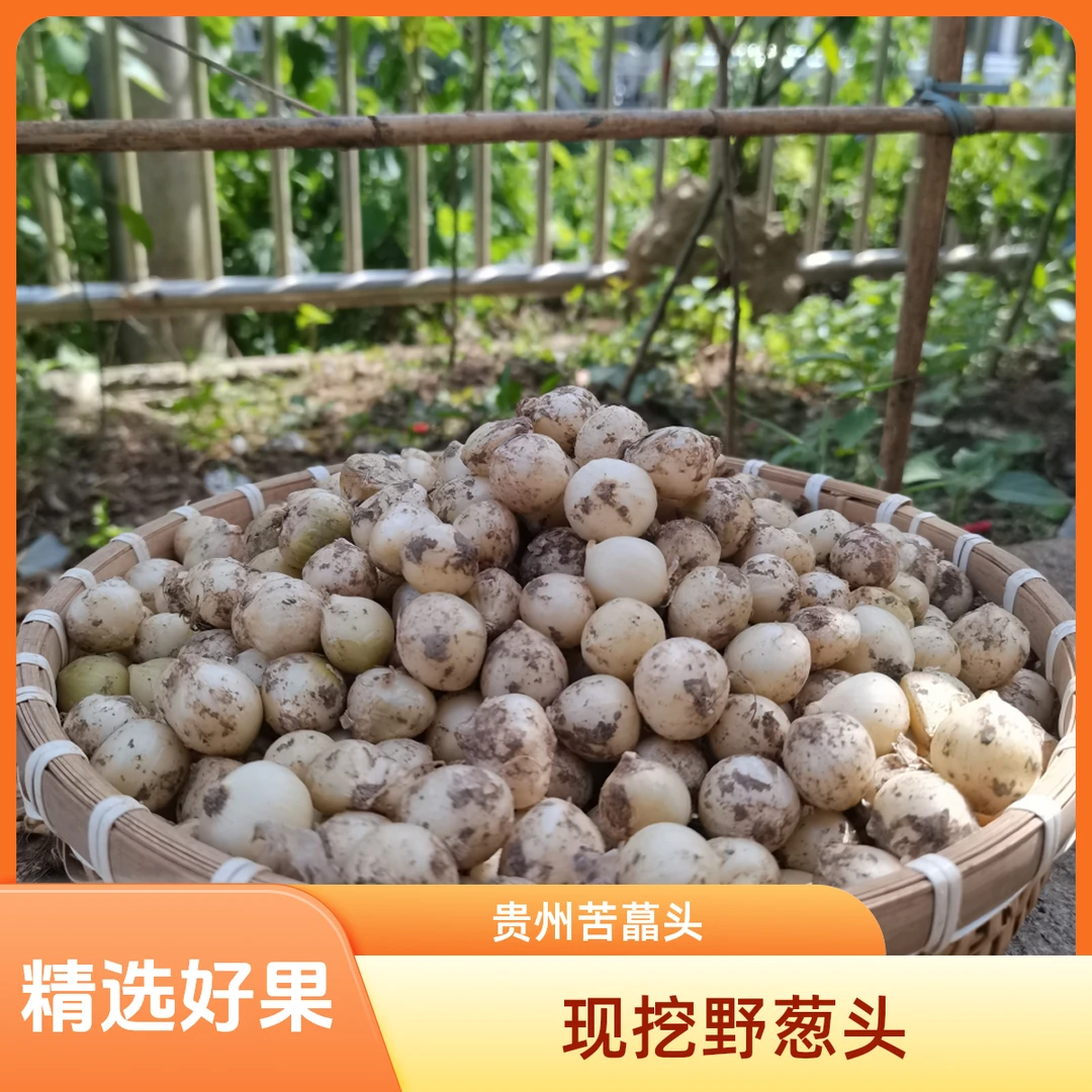 贵州高山新鲜野葱现挖苦蒜野生野菜小根蒜胡葱野藠头小蒜野山葱