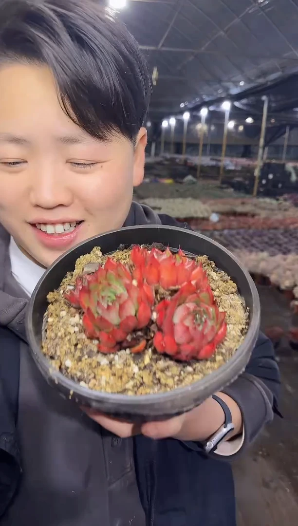 贵货红冬云  7.77