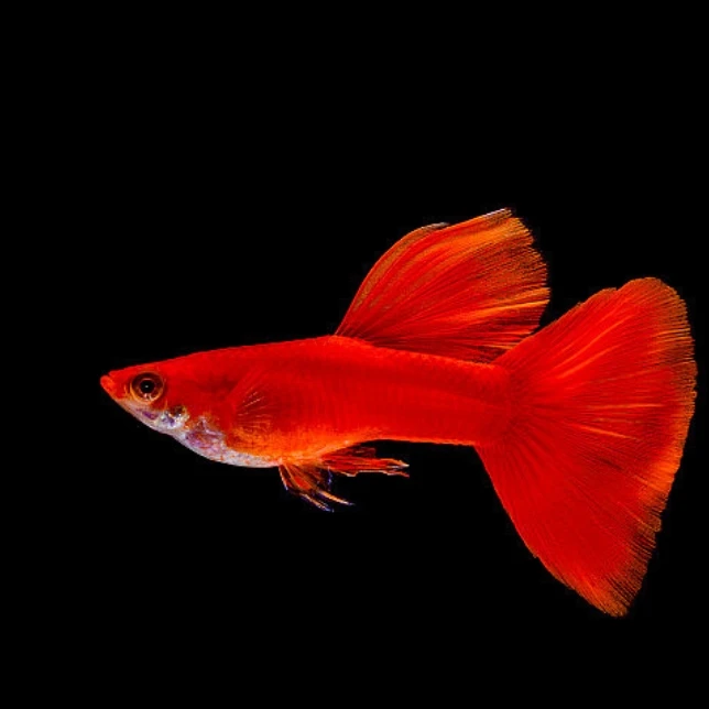 红色  孔雀鱼 俩对快递显示签收2小时内无视频不报损 入缸不包损