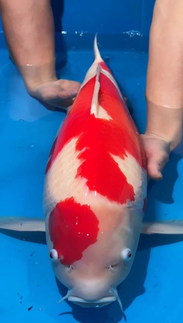 锦鲤佛山金隆锦鲤直播专用闪购链接，不支持7天无理由退货退款