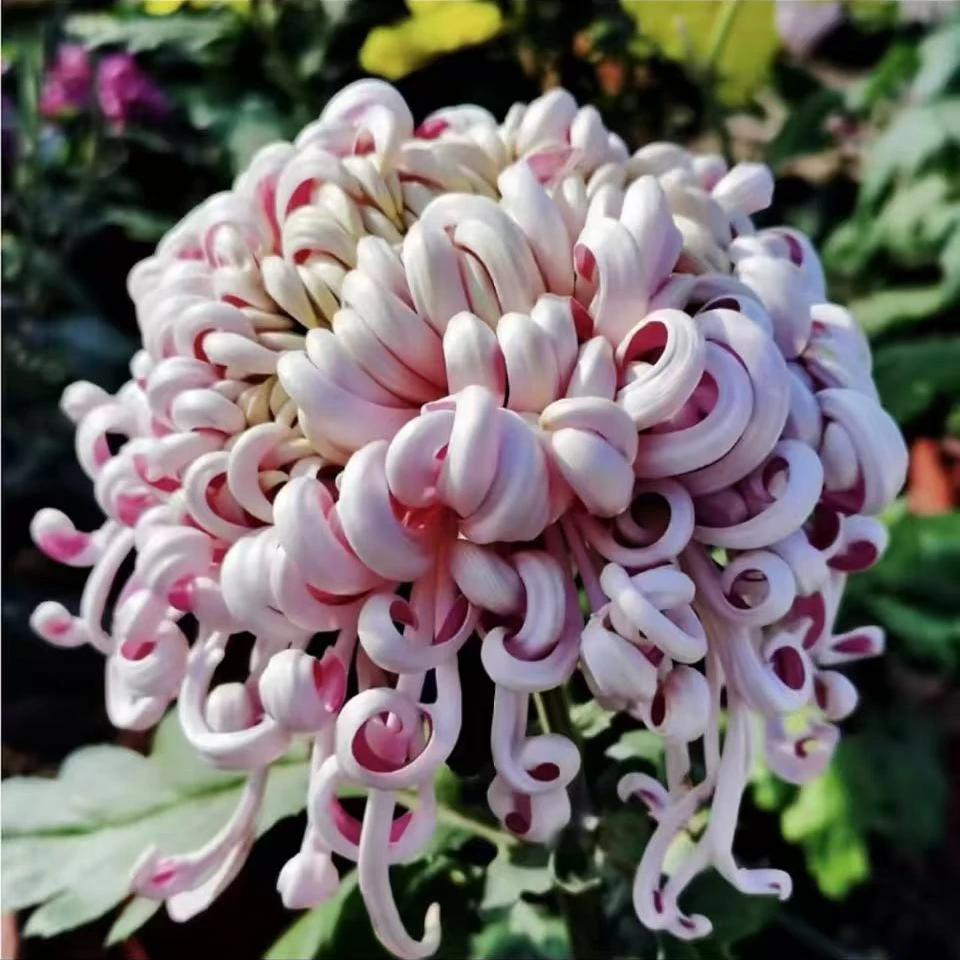 【紫龙卧雪】带花苞菊花盆栽九月菊多季开花室内花卉植物