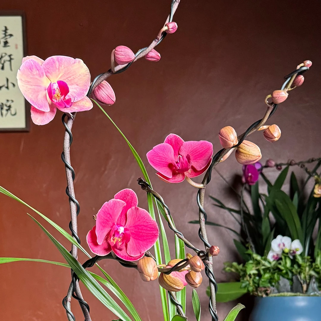 【398链接】蝴蝶兰盆景 一物一拍