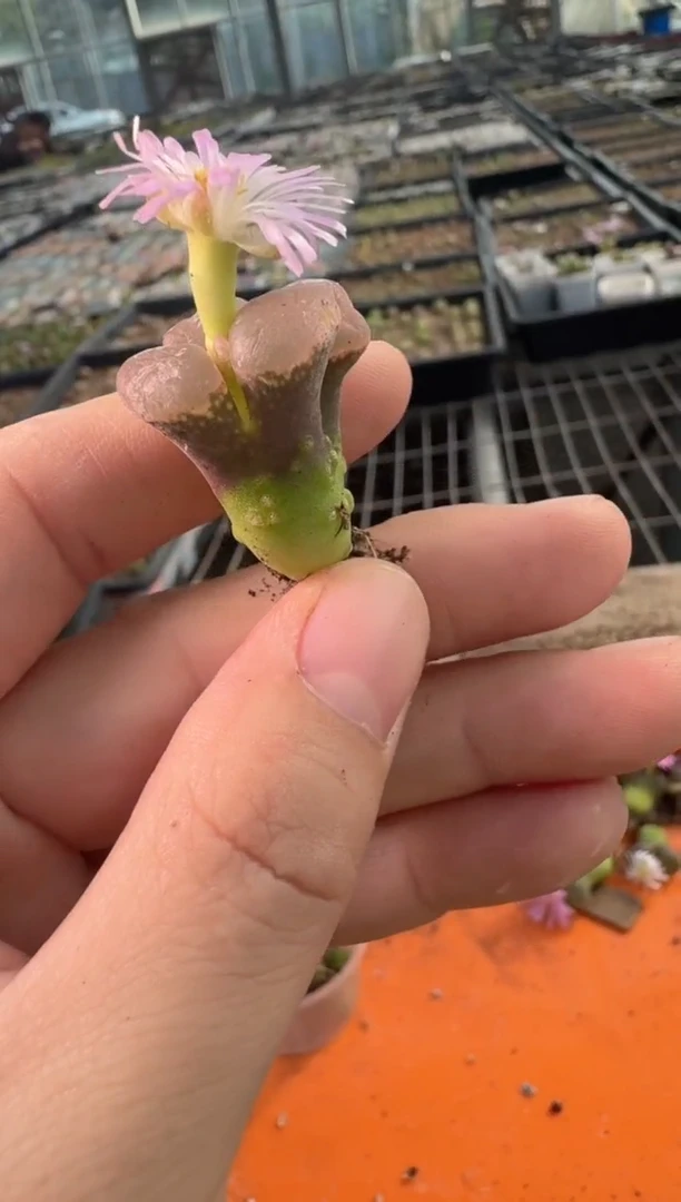 29-154多肉植物肉锥