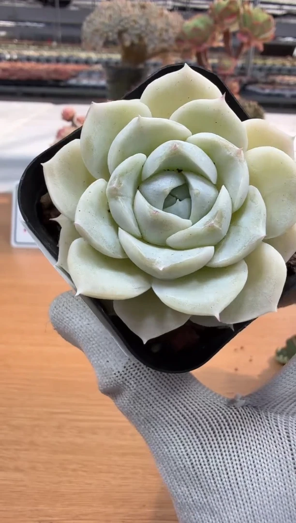 东云多肉园二店-258