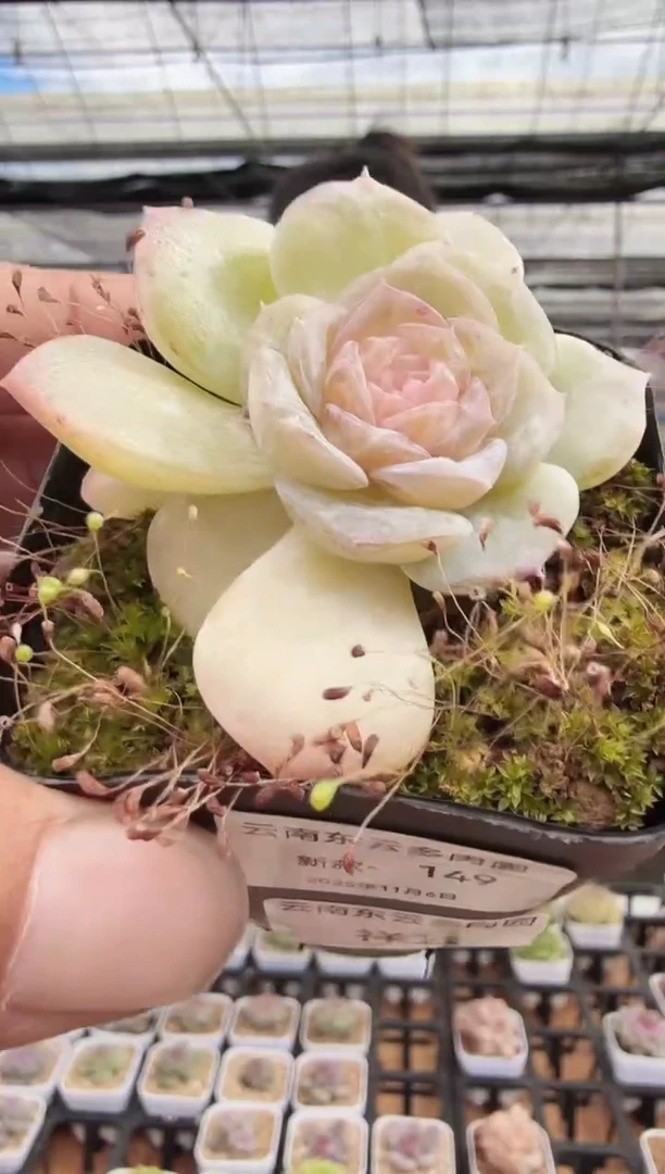 东云多肉园新款-149