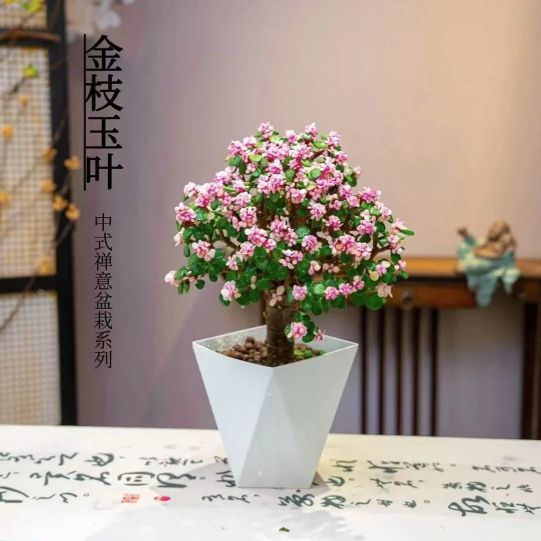 金枝玉叶棒棒糖大老桩多肉植物雅乐之舞防辐射吸甲醛客厅绿植花卉