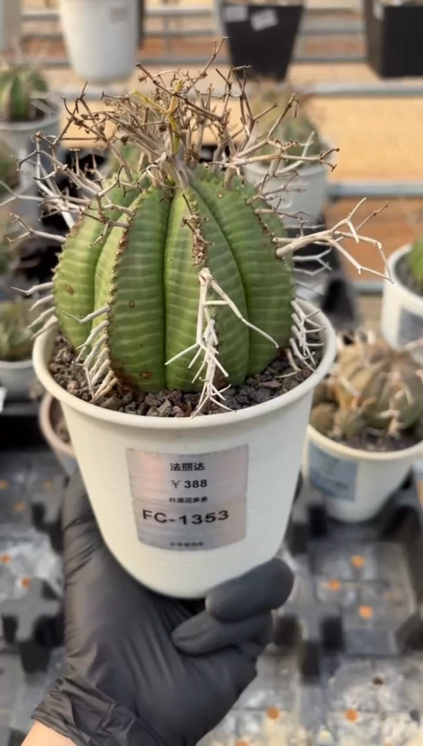 法丽达大戟FC-1353