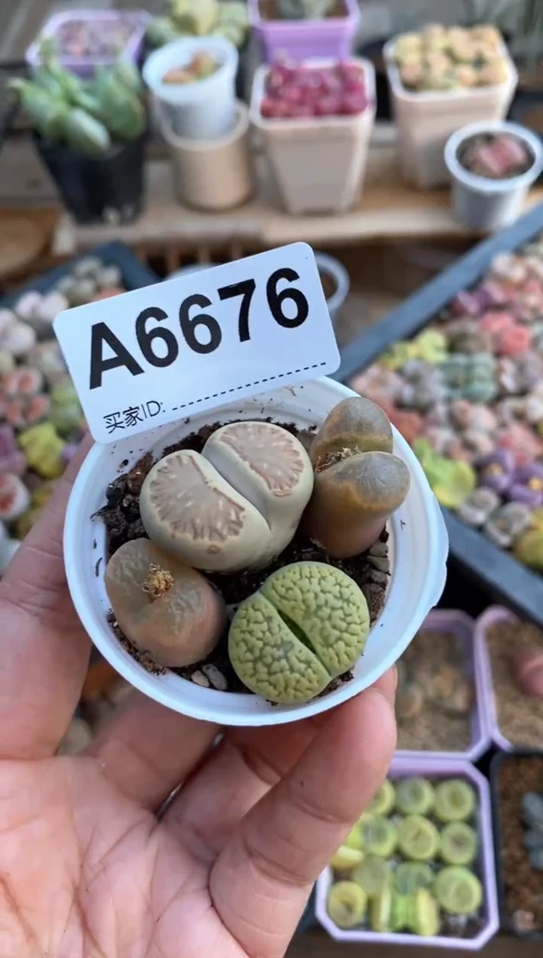 【闪购商品】6676直播一物一拍