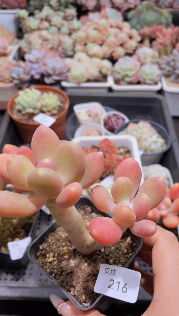 【闪购商品】216金蝉