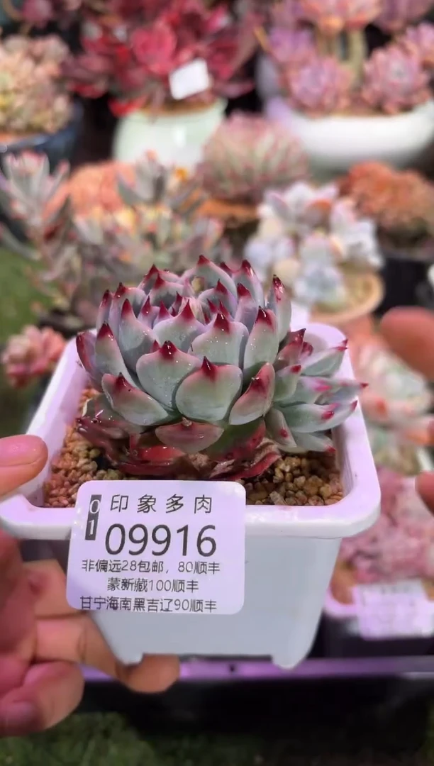 【闪购商品】09916