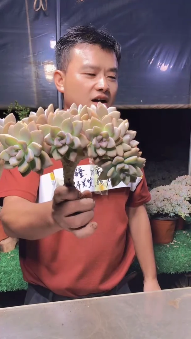 528淡雪缀化一物一拍