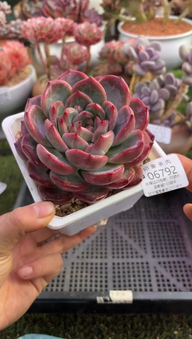 【闪购商品】06792