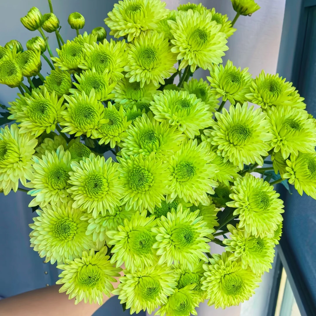 【布鲁诺绿】多头鲜花小菊云南昆明基地直发一单两单顺丰小雏菊