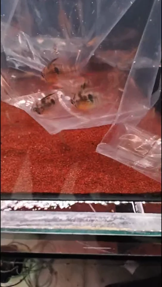 工具鱼陌*中通编号52号玻利维亚5条