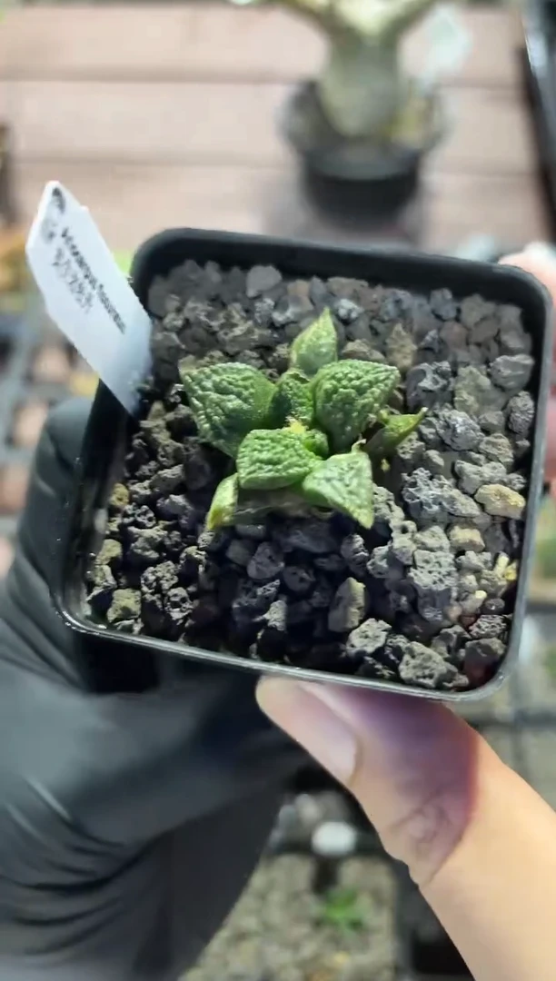 实生岩牡丹FB-9102