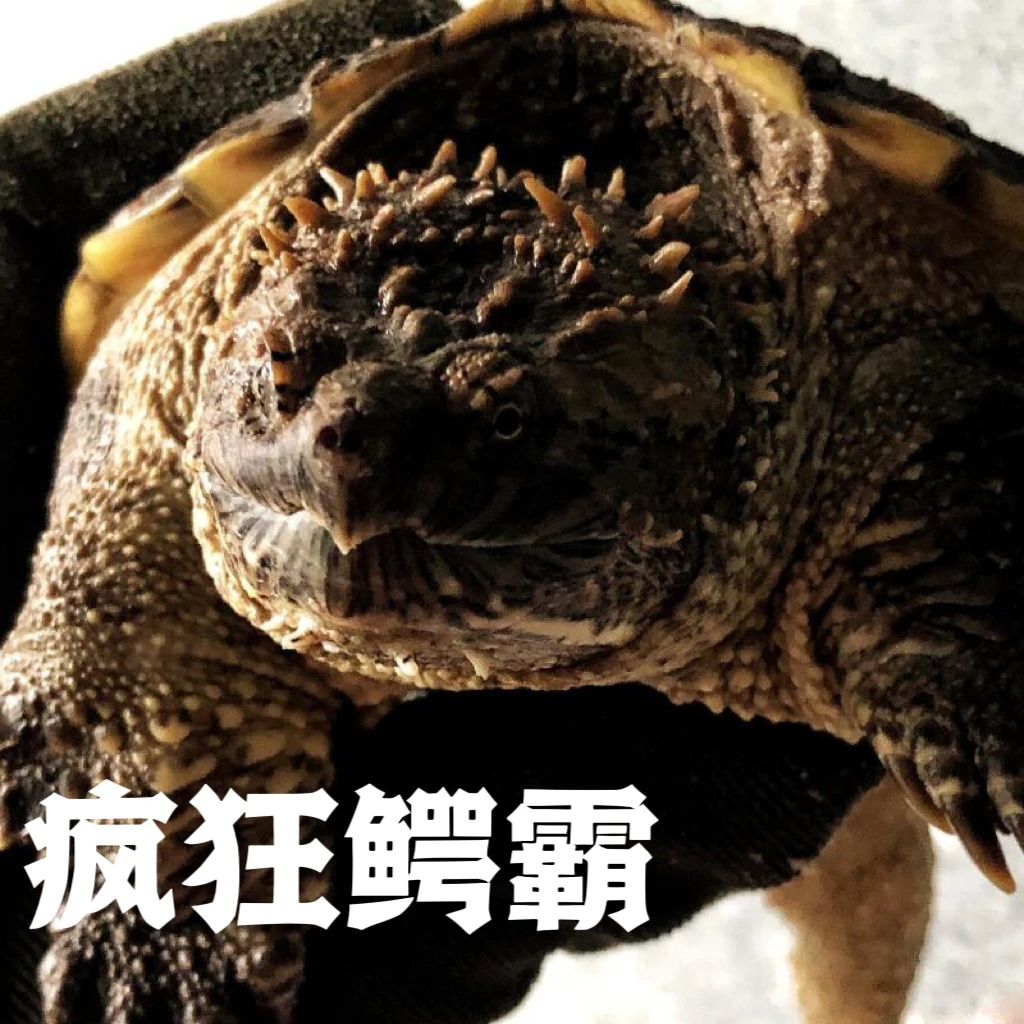 直播挑选人工养殖凶猛原种纯佛超爆刺龟苗活物水族观赏乌龟龟宠物