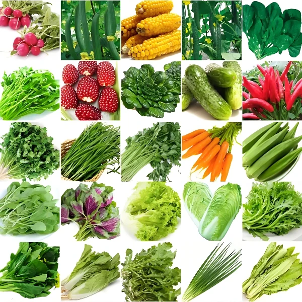 贵州云南新鲜农家蔬菜