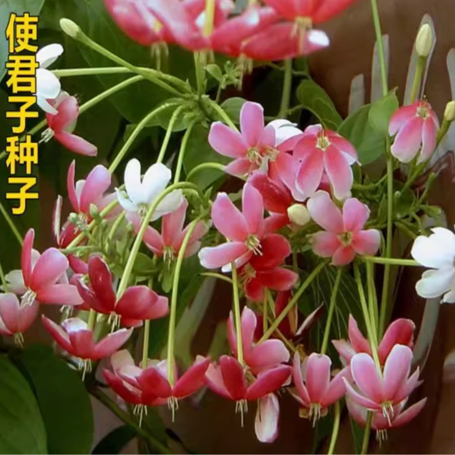 使君子种子舀求子四君子爬藤植物阳台盆栽攀爬花卉药材史君子种籽