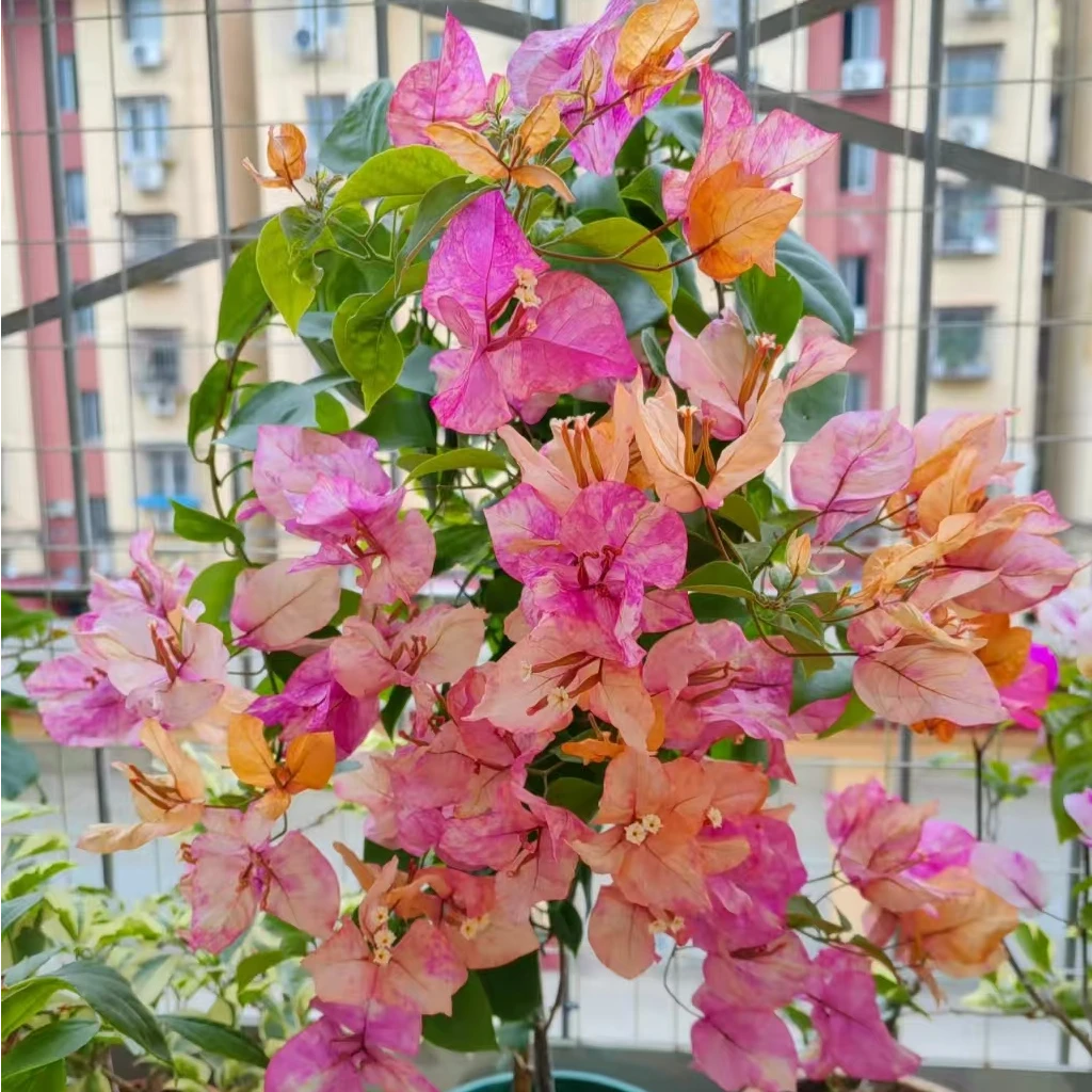 阿朱娜袋苗 包对版不包活