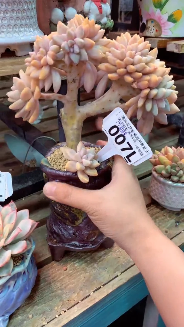 007L 有暇(一物一拍实付满28发货，默认不带盆土）