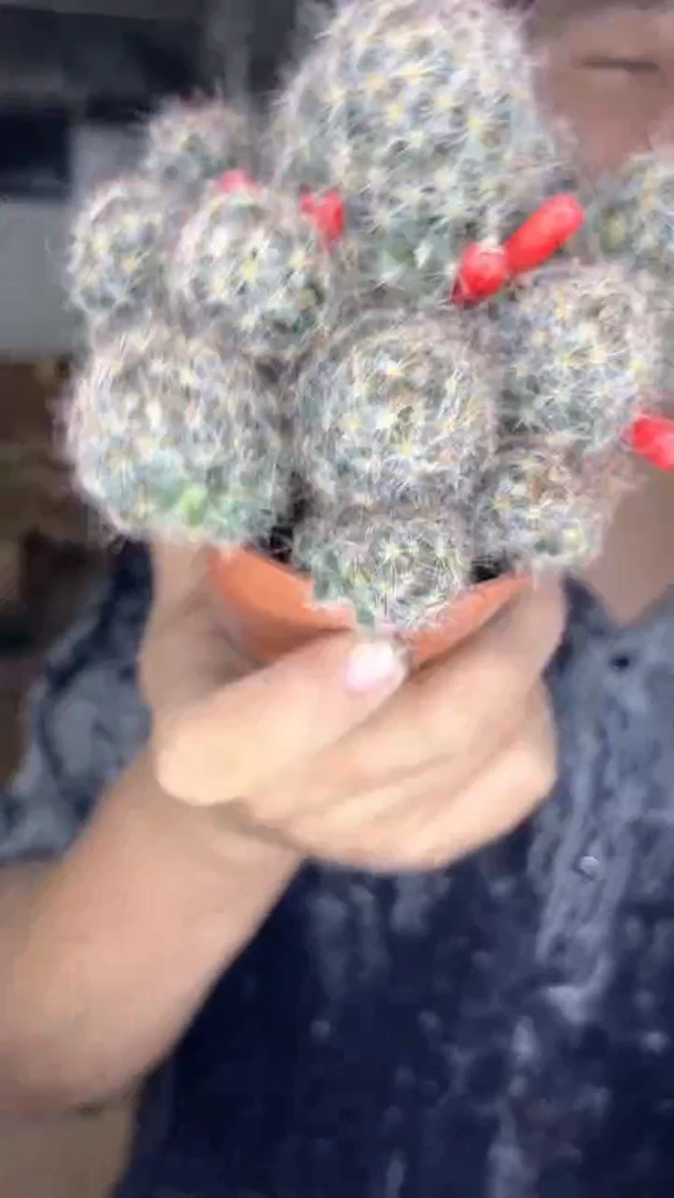 3颗 松霞群生 7-10cm