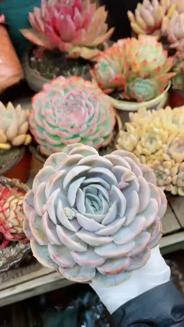 【闪购商品】17053