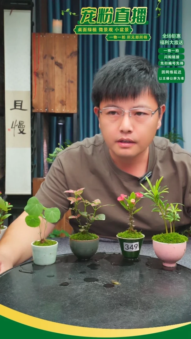 无花朵用****5苔藓微景观349号